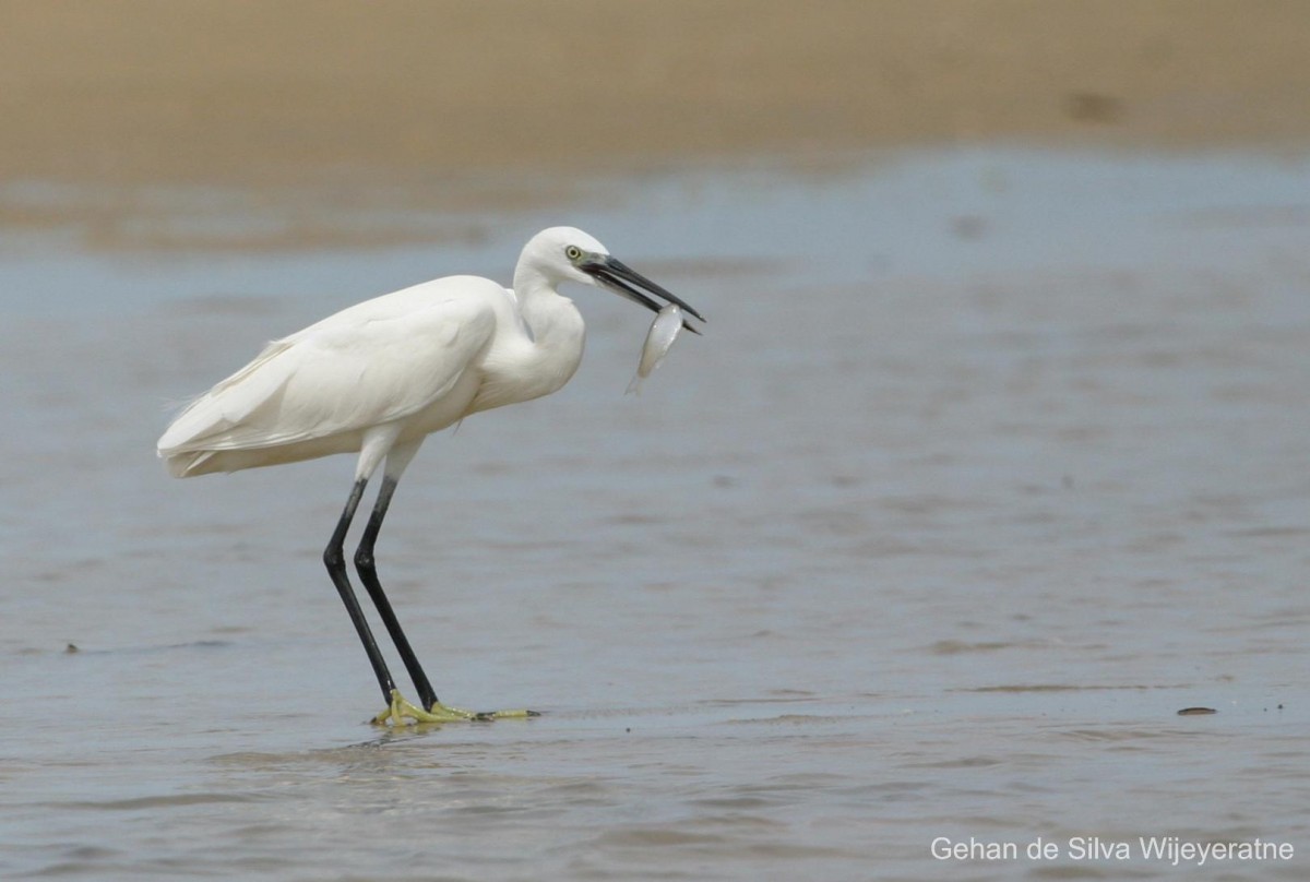 Egretta garzetta Linnaeus, 1766